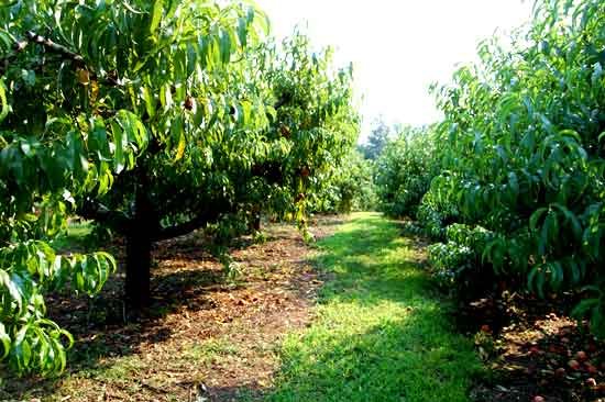 România susţine ideea unui program de reconversie a livezilor 96963