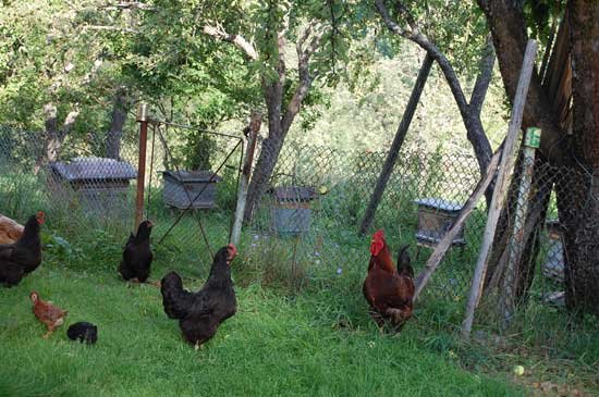 „Legea Camerelor Agricole, o schimbare majoră pentru lumea agricolă de la sat“ 97044