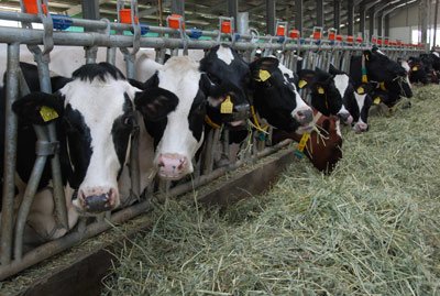 Ajutoarele de stat de 400 de euro/ha se dau fermierilor doar în teorie 97082