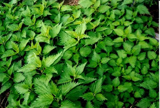 Urzica, esenţială în tratamentul depresiilor de primăvară 97114