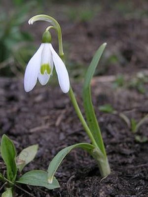 Poeziile copiilor 97283