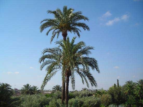 Legenda palmierului 97384