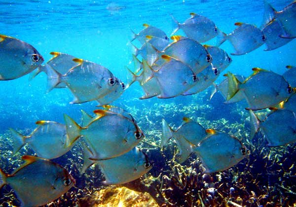 Dovezile ştiinţelor şi credinţa în Dumnezeu 97758