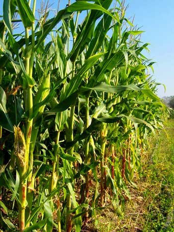 Pro şi contra cultivării plantelor modificate genetic 98113