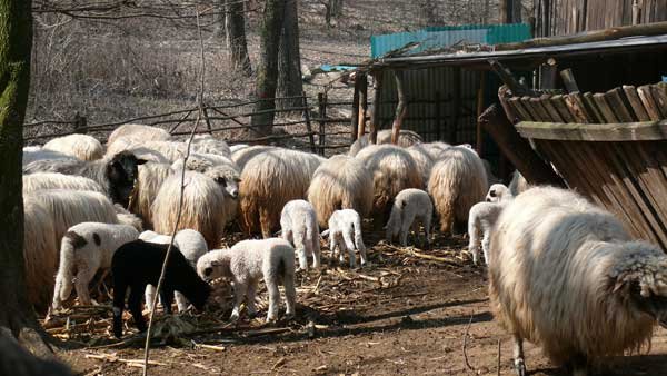 31 mai, termenul limită pentru solicitarea subvenţiilor în zootehnie 98189