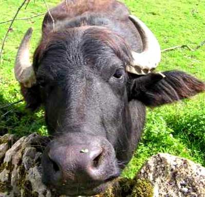 Fonduri pentru crescătorii de animale aflate în pericol de dispariţie 98291