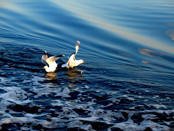 Răspunsuri duhovniceşti: „Unul a plâns cu amar, celălalt s-a spânzurat“ 99203