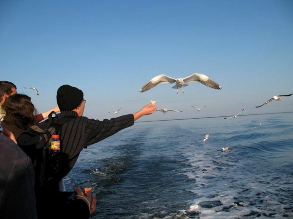 Bucuria de a trăi 99299