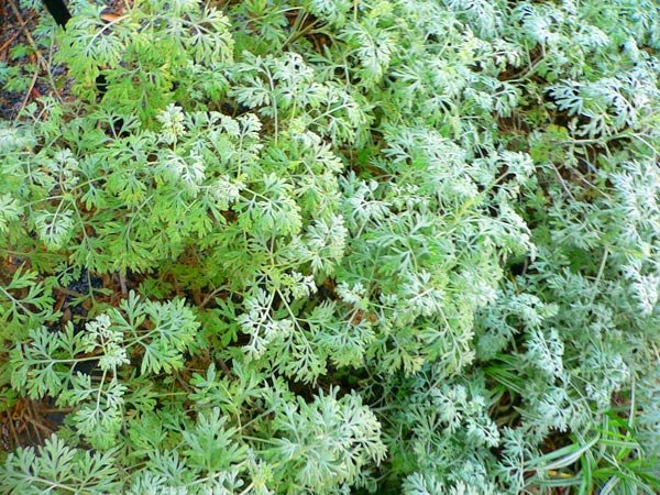 Pelinul alb, un excelent remediu pentru bolile digestive 99519