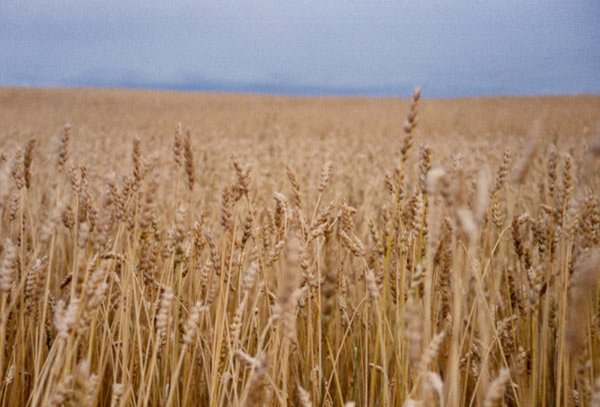 Grâu puţin şi de calitate inferioară în Europa 99602