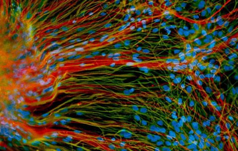 Controversa celulelor stem embrionare 99882