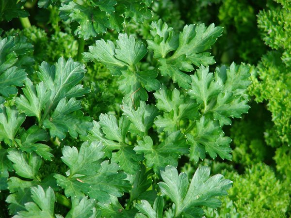 Pătrunjelul, o veritabilă colecţie de vitamine 99912