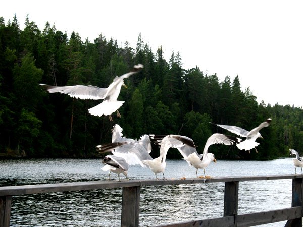 Ce este fericirea? 100651