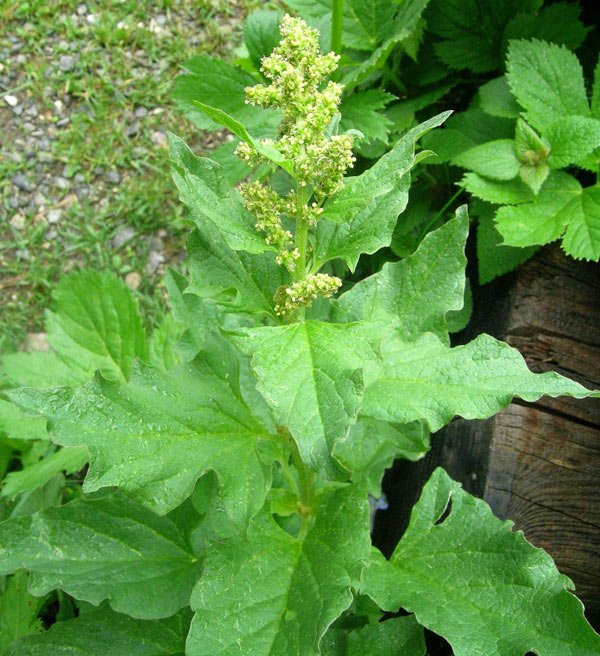 Tratamente naturiste recomandate în bradicardie 101776