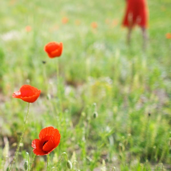 Guvernul american a oprit brevetarea genelor 101926