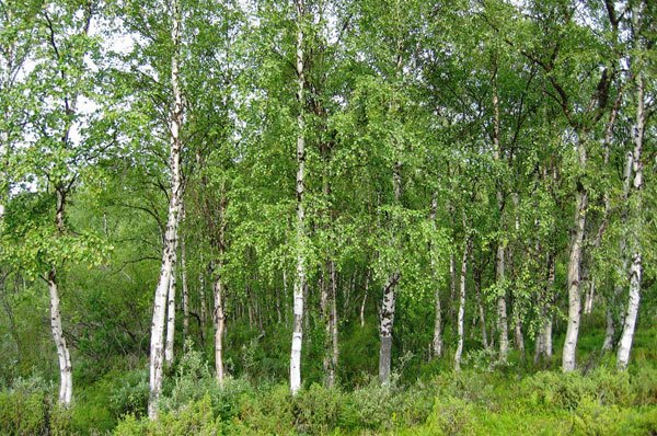 Mesteacănul, „arborele vieţii“ 102772