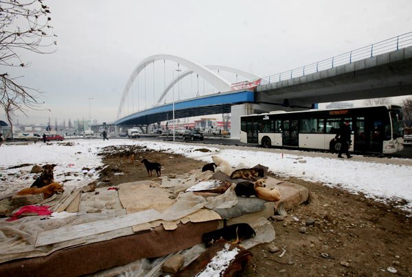 Iubirea de câini, mai mare ca iubirea de oameni 103690
