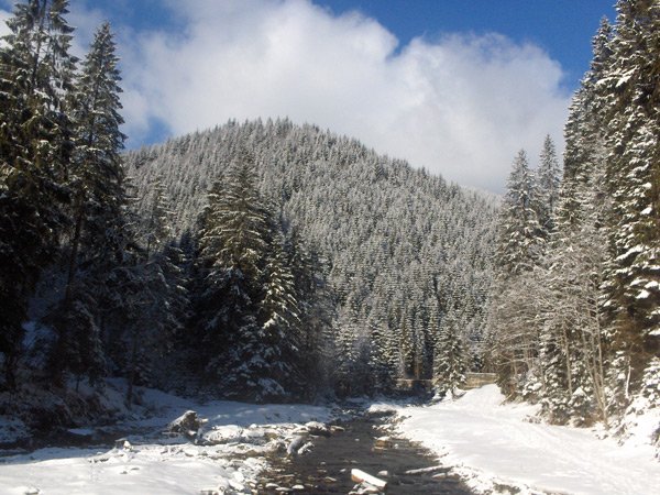 Un model de gospodărire a pădurilor pentru multe ţări 103817