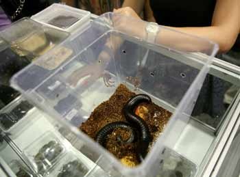 Animalul exotic trebuie lăsat în mediul lui 104316