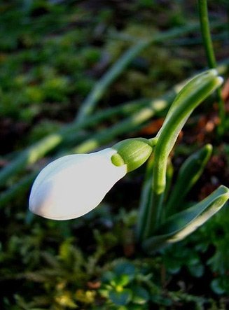 Darul lui Dumnezeu 104685