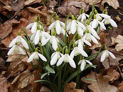 Poveşti minunate: Vestitorul primăverii 104871