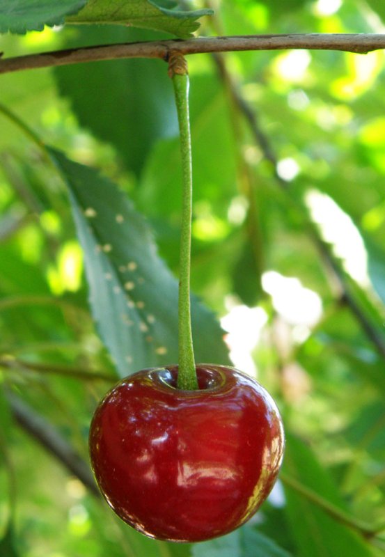 Vişinele, un scut antioxidant 105024