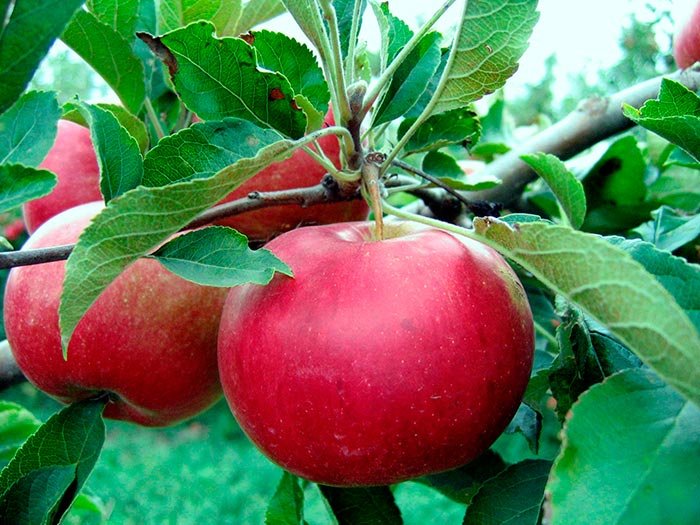 Despre efectele terapeutice ale mărului 105055