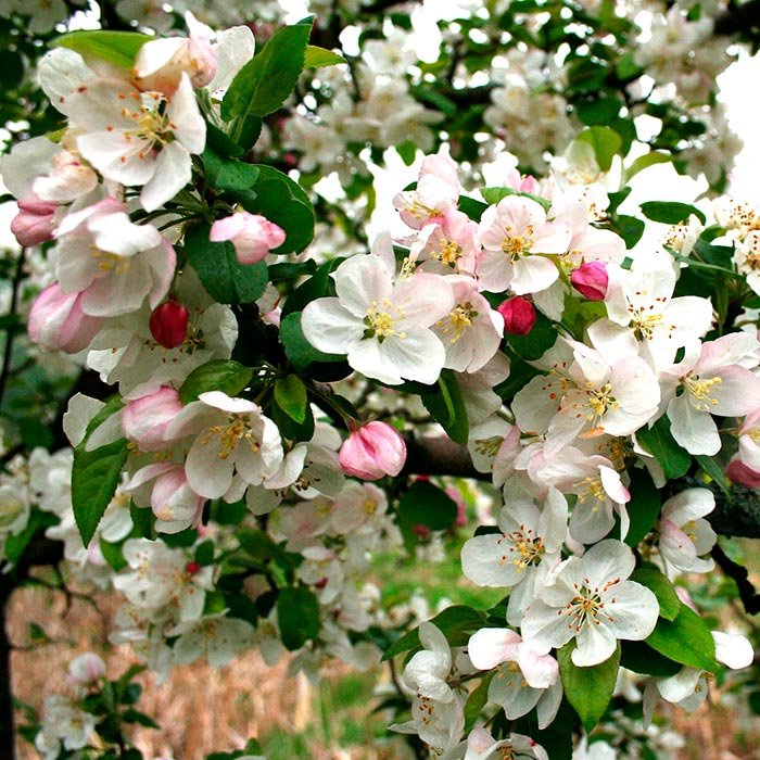 Un milion de români suferă de astm bronşic 105419