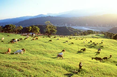 Lapte şi miere! 105590