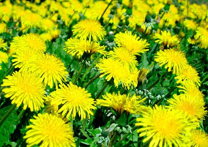 Păpădia, „doctorul“ ficatului 105847