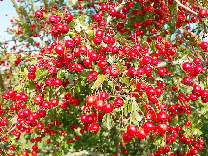 Păducelul, „cel mai bun prieten al inimii“ 105889