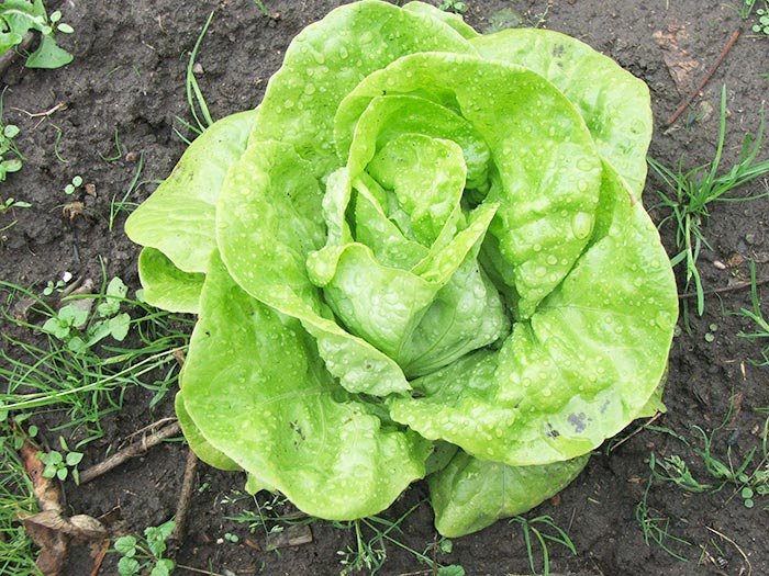 Rolul vitaminei E în creşterea copilului 105941