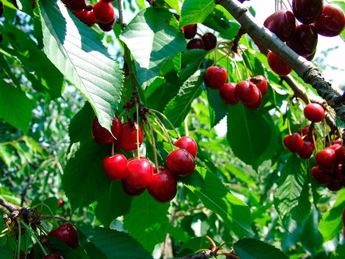 Cireşele, remedii naturiste de sezon 106385