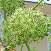 Angelica, un remediu eficient în bolile aparatului respirator 106518