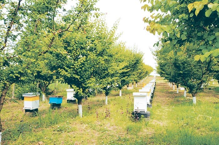 De la un roi de albine, la o stupină ca la carte 106500