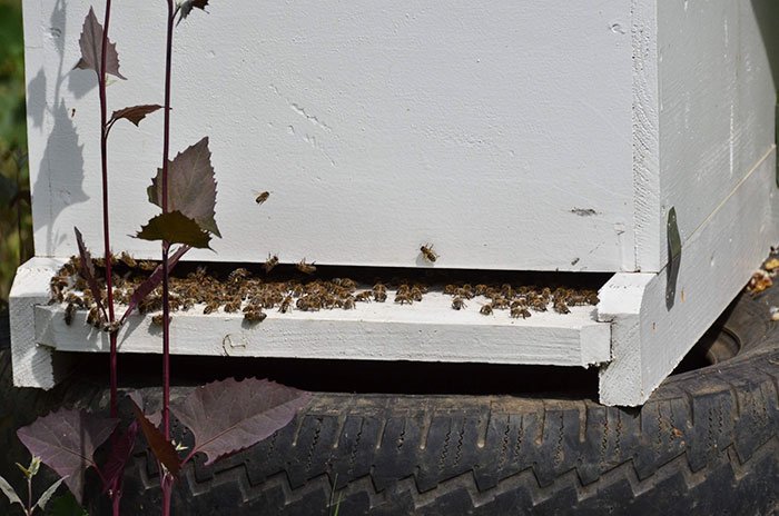 Dilemele inteligenţei 106583