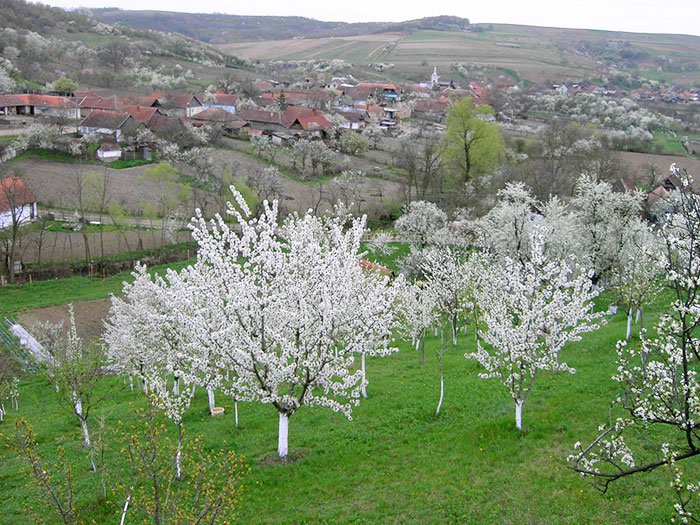 În cireşar! 106637