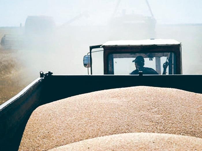 Producţii foarte bune la grâu şi orz 106765