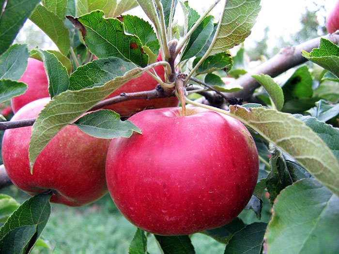 De ce sunt importante fructele în alimentaţia sugarului 106809