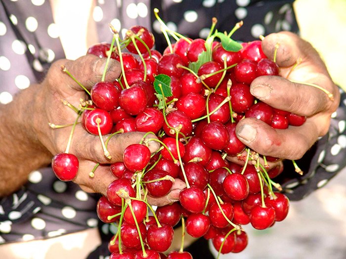 La Hiliţa, cireşele construiesc un brand 106846