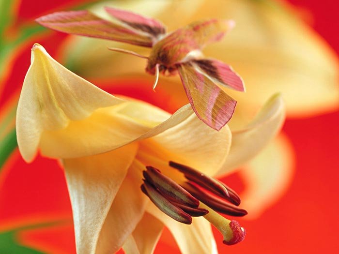 Uimirea, fereastra bucuriei 107098