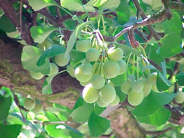 Ginkgo biloba, arborele-farmacie 107154