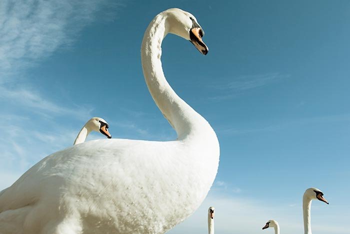 Frumosul, însoţitor al Binelui 107260