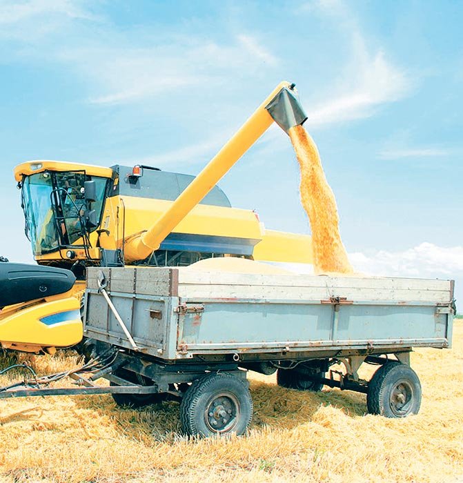 „Recolta de grâu din acest an este excelentă“ 107381