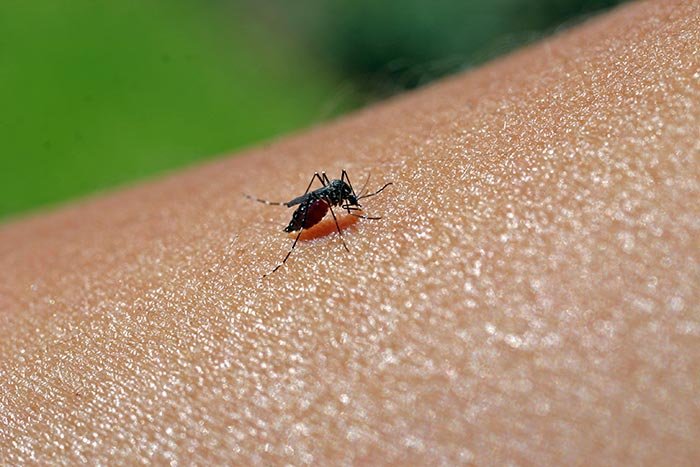 Ţânţarii: un vehicul periculos 107583