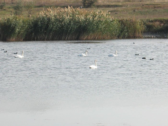 Până la sfârşitul anului, Amara va obţine statutul de staţiune balneară 107655