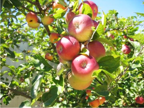 Prăjitură cu mere 108002