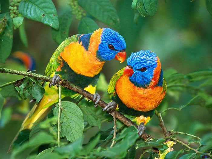 Suportul dat de necuvântătoare 108086