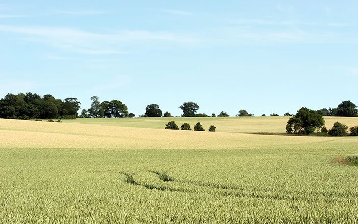 Terenurile agricole, o investiţie foarte bună 108107