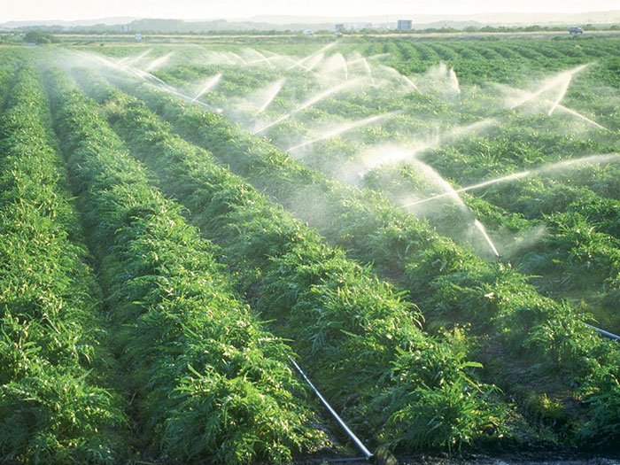 Apel pentru o distribuţie echitabilă a subvenţiilor agricole în UE 108250